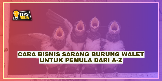 Cara Bisnis Sarang Burung Walet Untuk Pemula Dari A-Z